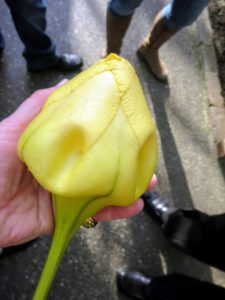 Here I am holding a large bud of chalice-vine, Solandra maxima. Solandra maxima, also known as cup of gold vine, golden chalice vine, or Hawaiian lily, is a vigorous vine which is endemic to Mexico and Central America. It has very large yellow flowers and glossy leaves.
