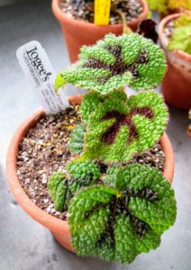 This New Guinea species is called Begonia masoniana 'Iron Cross'. Its leaves show thick, chocolate-brown markings resembling the German Iron Cross. This coloration is set against solid green with an overall coarse, pebbled texture.
