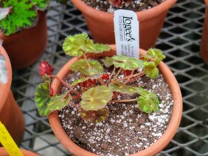 This Begonia 'Kit Kat' is spotted in chartreuse. It makes a pretty and unusual addition to any houseplant collection and is great for small spaces. It grows no more than six to eight inches tall.