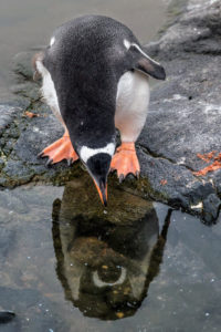 Here is a gentoo penguin looking at his reflection in the water.