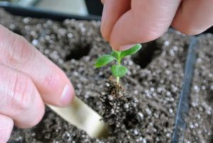 When thinning, carefully inspect the seedlings and determine the strongest ones. Look for fleshy leaves, upright stems, and center positioning in the space. The smaller, weaker, more spindly looking seedlings are removed, leaving only the stronger ones to mature.