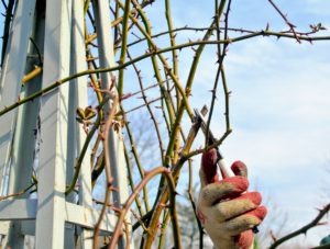 On established plants, prune dead, damaged, and overcrowded canes.