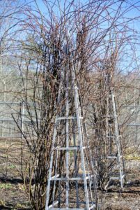 Climbers always do best when well supported by a trellis or fence - one that is the appropriate height, width, and strength for the climber. It should be strong enough to hold the weight of a full grown rose plant in both wet and windy weather.