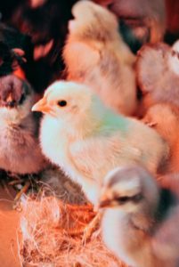 The chicks are very eager to explore their surroundings. Chickens have their own personalities – some are more active or more curious than others.