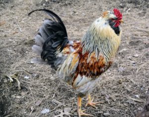 I’ve raised many different chicken breeds and varieties over the years – they are all so beautiful to observe. I am fascinated by their many colors and feather patterns.