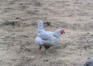 This Lavender Orpington chicken is a large, loosely-feathered bird with a medium sized comb. They are very good-natured and easy to handle.