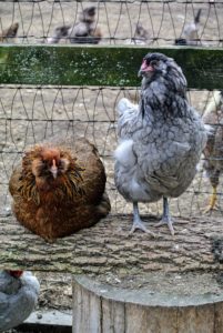 Chickens prefer to roost on high levels. In their fenced enclosure, the chickens are provided ladders and natural roosts made out of felled trees. As you can see, my chickens are very happy birds.
