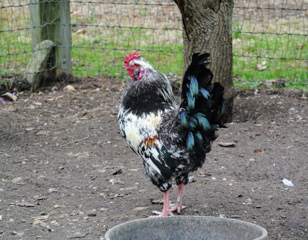 Fluffy Chicks at the Farm - The Martha Stewart Blog