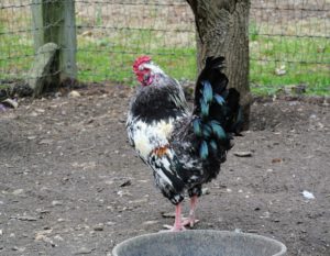 I have a mélange of types and breeds that are really interesting to look at and fascinating to study. I love the blue markings on this rooster - so handsome.