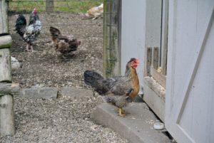 Another hen walks into the coop, perhaps to lay an egg. When laying, hens appreciate privacy.