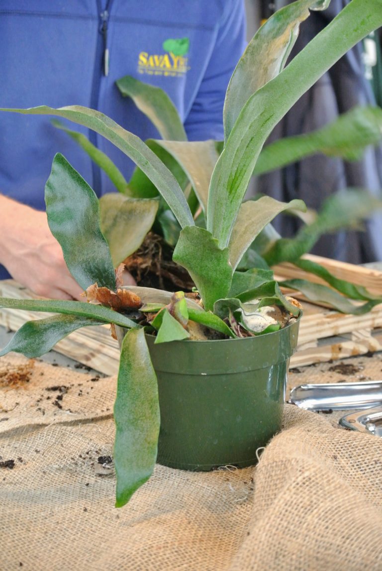 Mounting Staghorn Ferns The Martha Stewart Blog