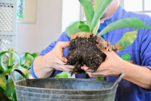Next, Ryan takes the fern out of the pot and loosens up the old potting medium. This promotes good nutrient absorption.