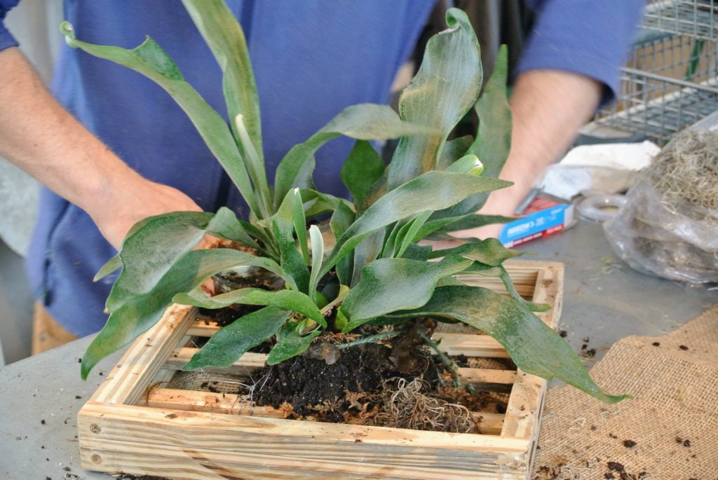 Mounting Staghorn Ferns The Martha Stewart Blog