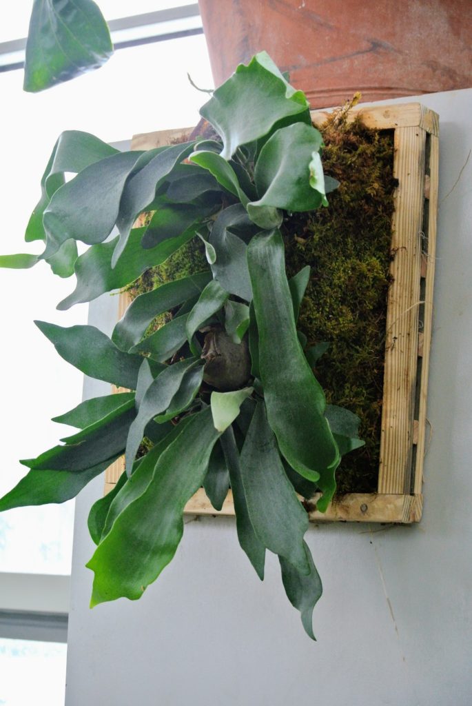 Mounting Staghorn Ferns - The Martha Stewart Blog