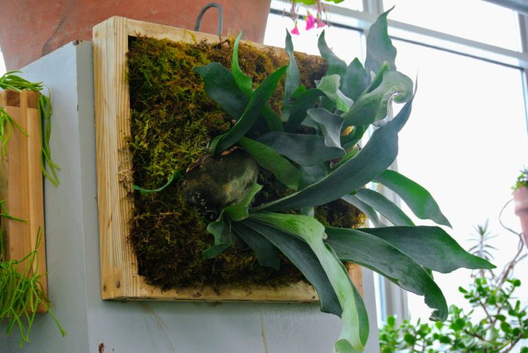 Mounting Staghorn Ferns The Martha Stewart Blog