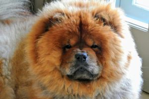 Laying on the floor nearby is Empress Qin - she has grown up to be a gorgeous Chow Chow just like her mother, Peluche, and her grandfather, G.K.