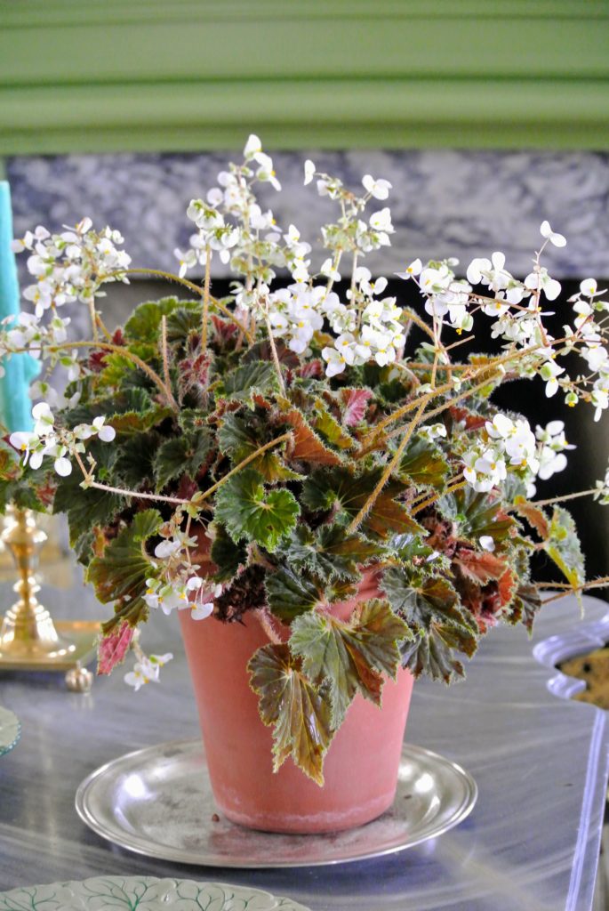 Decorating with Houseplants for a Special Breakfast The Martha
