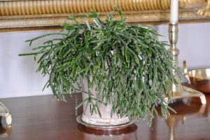 Here is another potted rhipsalis with its drooping green stems. It is an epiphytic cactus that needs morning sun and afternoon shade.