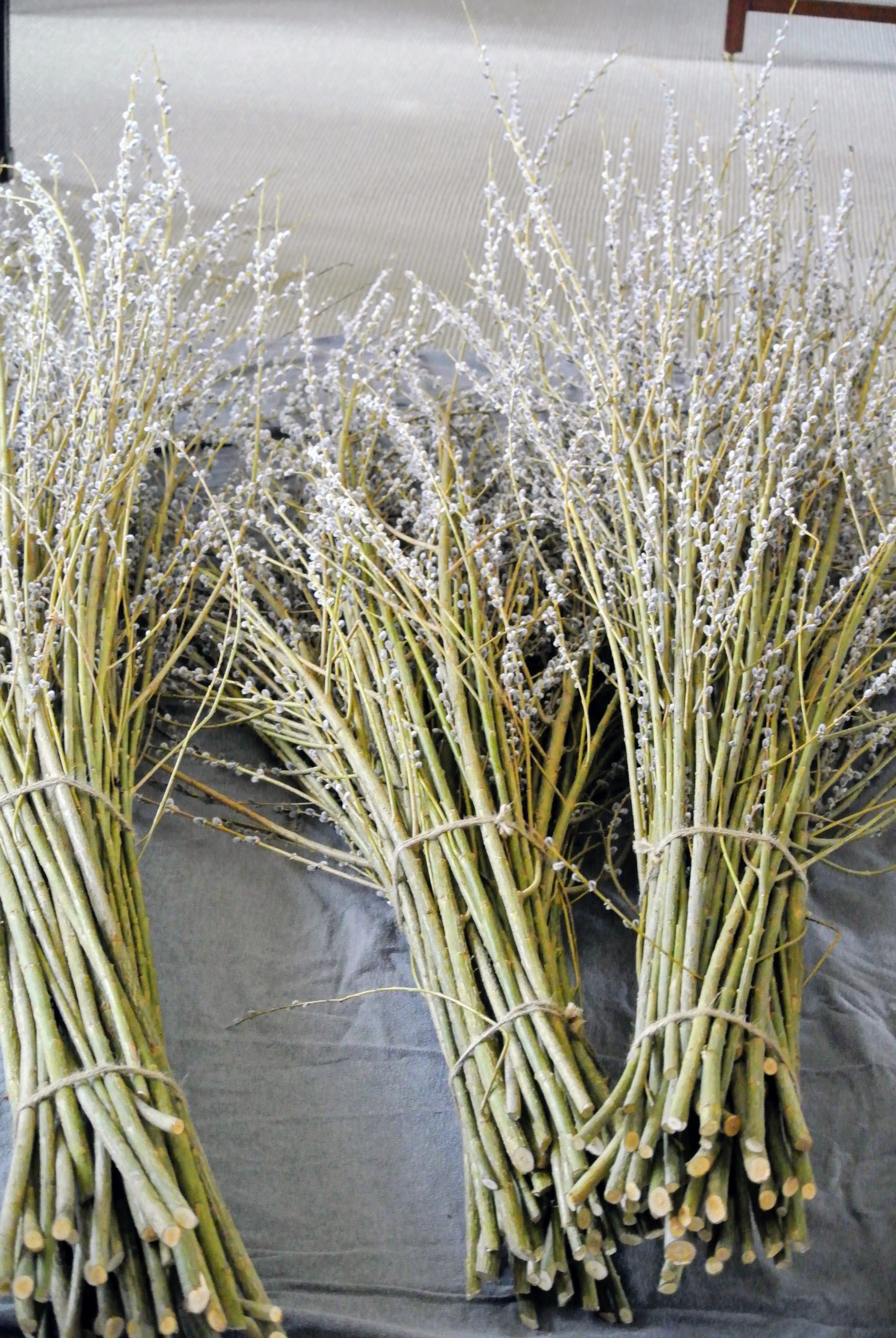 Pussy Willow Branches - 20 Stems Real Natural Dried Salix Branches
