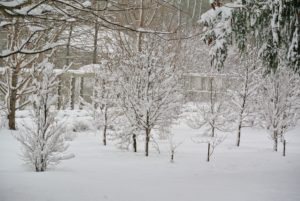 These young trees in my Stewartia garden are nearly all covered with snow. Stewartia trees are multi-stemmed, deciduous trees with a rounded columnar form featuring bark that exfoliates in strips of gray, orange, and reddish brown once the trunk attains a diameter of about three-inches.