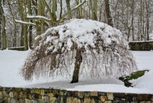 Here is one of two weeping cherry trees down by my stable. Right now, it is covered with winter snow, but in spring, the weeping cherry, Prunus subhirtella 'Pendula', produces popcorn-like blooms in white or very light pink, giving it an appearance of a snow cover.