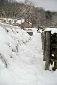 More snow accumulated on the boxwood surrounding my herbaceous peony bed.