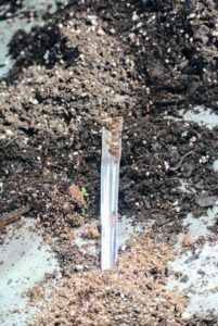 This tool is great for transplanting seedlings – it’s from Johnny’s Selected Seeds. It’s called a widger. It has a convex stainless steel blade that delicately separates the tiny plants. http://www.johnnyseeds.com/tools-supplies/seed-starting-supplies/widger-7340.html