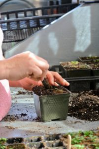 He places the seedling in the hole and gently firms up the surrounding soil. Avoid handling the seedling by its tender stems, which can bruise easily.
