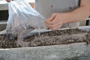 Ryan also adds some sand to the soil. The right soil mix will help to promote faster root growth, and gives quick anchorage to young roots.