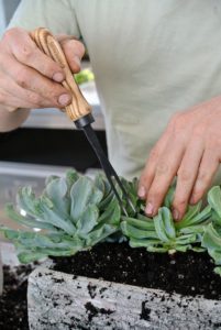 Ryan uses one of the forks to place the echeveria into this tight space. As the planter box fills with plants, this fork can help get the stem and roots of the plant firmly into the soil without crushing any surrounding specimens.