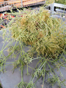 Rhipsalis is a fast grower that hangs down in long messy tendrils that are dark green at the top and somewhat paler at the ends. I have several specimens. This one is ready to be mounted and hung in my main greenhouse.