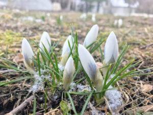 But still, signs of spring emerge - and even through some frost, there are patches of crocus in the garden beds. Soon, the farm will be full of the season's blooms. Soon.