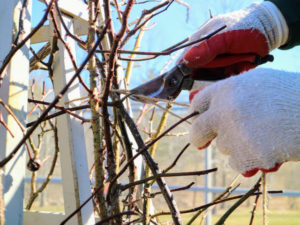 And always be sure to use a sharp pair of pruners.
