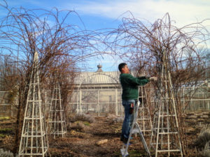 Wilmer also checks his work multiple times during the process to ensure he doesn't miss any canes that need trimming. Another tip: after they finish blooming in summer, prune canes back by one-third to one-half to promote branching and to keep the rambler tidy.