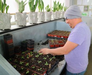 The purpose of transplanting is to provide enough room – overcrowding can stress the sprouts.