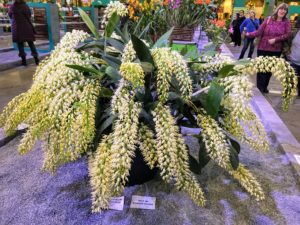 Dendrobium speciosum is a type of orchid commonly found in Australia, but can also be found in varying habitats. Sometimes known as the king orchid or rock lily, their blooms produce extraordinary flower-laden plumes that resemble bushy fox tails.