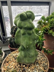 I purchased this knobby cactus late last fall during a business trip to Phoenix - I just love its interesting shape. You can see another photo of this plant on my Instagram page @MarthaStewart48.