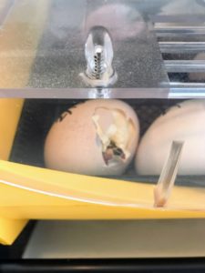 Back inside my kitchen - the tiny beak of a peachick chipping its way out of its shell. Chicks remain in the incubator until they have totally hatched. Then they are moved to a slightly larger enclosure where they can start to eat, drink and walk around.