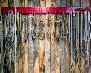 Dr. Oratz took this beautiful photo of some of the many bridles hanging in the stable.