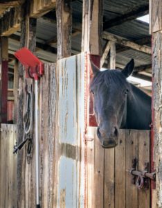 Here is another photo of one of the horses in its stall. These thoroughbred horses loved all the attention we gave them during our visit.