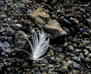 Dr. Oratz took this photo of a single feather she spotted on Detaille Island - I wonder what kind of sea bird dropped it.