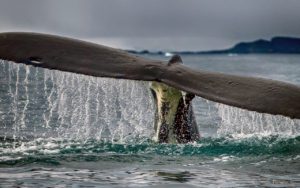 Here, Seth reacted quickly to capture the drama of a surfacing whale tail off Torgerson Island in 2009 - a small rocky island lying just east of Litchfield Island in the entrance to Arthur Harbor, off the southwest coast of Anvers Island in the Palmer Archipelago of Antarctica.