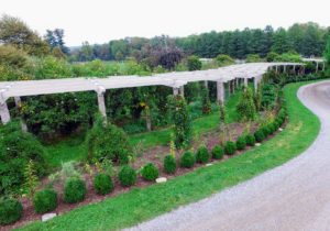 Last September, I decided to line both sides of my clematis pergola with small boxwoods. There are more than 300-shrubs now planted here, and they continue to thrive.
