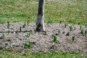 More daffodil bulbs are planted in the tree pits.