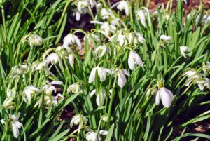 Snowdrops are another sure sign of spring. Snowdrops produce one very small, pendulous bell-shaped white flower which hangs off its stalk like a “drop” before opening.