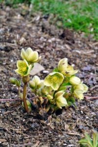 Here are some hellebore flowers beginning to open by my blog studio. Hellebores come in a variety of color and have rose-like blossoms. It is common to plant them on slopes or in raised beds in order to see their flowers, which tend to nod.
