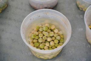 Each pea variety is in its own container filled half full with water, so the peas are well covered. Only soak seeds for about eight to 12-hours and no more than 24-hours. Over-soaking them could cause them to decompose. When removing the peas, discard any that have floated to the top of the water – these are not viable and shouldn’t be planted.