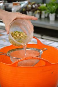 The next morning, using a strainer, Ryan thoroughly drains them and also remove any broken seeds or seed fragments.