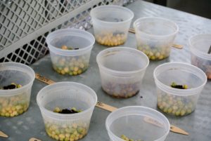 It is not possible to over inoculate, so don’t worry about how much is added to the peas.