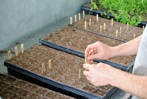 Ryan fills the trays with a proper seed starting medium. Never use garden soil, which often drains poorly and may harbor disease organisms. He then begins placing labeled markers to indicate where the seeds will be planted.